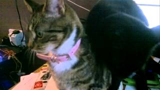 cats meowing at kittens and cats meowing