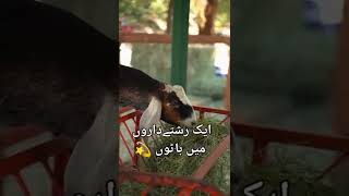 qurbani mubarak status/Eid Mubarak whatsapp status Eid ul adha Mubarak video #shorts #reels #eid