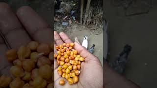 Dadal me bijli bar bar chamke #pigeon #shtots #love #video