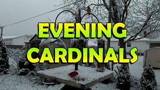 Catch the Magic of Northern Cardinals in the Evening!