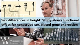 Sex differences in height: Study shows functional effect of conserved sex-biased gene expression