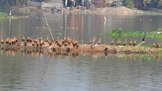 LESSER WHISTLING DUCKS IN SANTRAGACHI JHEEL,HOWRAH,INDIA