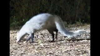 White tailed Mongoose searching for food at Lentorre