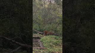 huge male tiger vs rival (corbett) ....