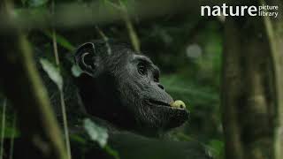 Close-up of Chimpanzee male feeding on fruit, Nyungwe National Park, Rwanda