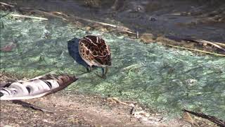 Little Stint (Calidris minuta)