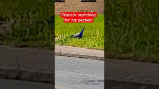 Peacock,  is he lost?Or searching for his peahen?#Heacham King's Lynn