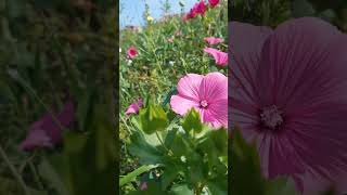 Amazing Wild Flowers #finland #amazing #shorts #wildflowers