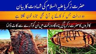 Hazrat Zakaria A.S ki Shahadat | Darakth ka mojza | Qaum per Allah ka Azab ] Urdu Islamic story