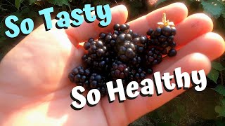 You Can't Out Exercise A Bad Diet - Finding Wild Blackberries