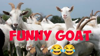 FUNNY GOAT 🐐 🐐🐐🤣🤣 || SAYED AHMED #shorts