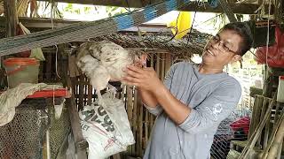 Daily Routine (Chicken Feeding) | Before & After Work