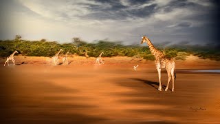 Game drive experience (video 360°) - Mount Etjo (Namibia) / Сафари