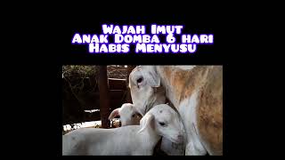 Anak Domba Imut habis Menyusu ke Ibu Domba Gibas  #shorts #milantara