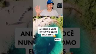 Animais bebês que você nunca viu #curiosidades #shots