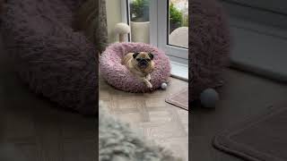 Daily vlogs back tonight yippee 🥳 #pomeranian #chihuahua #pug