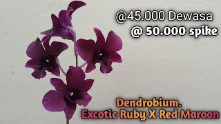 MURAH.. ANGGREK DENDROBIUM GELAP PEKAT., MUNGIL NAN CANTIK, E. RUBY X RED MAROON