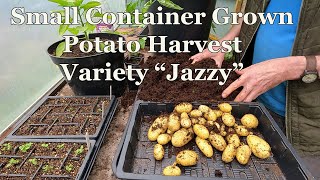 Small Container Grown Potato Harvest ; Variety "Jazzy"