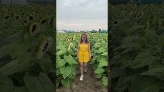 Beautiful Sunflowers farm#blooming#beautiful #sunflower