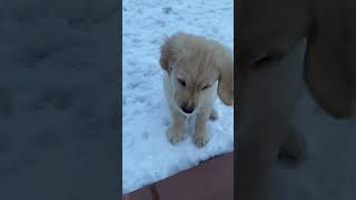 Goldenretriever  Welpe #goldenretriever #goldenretriverpuppy #welpenliebe #welpen #puppylove#viral