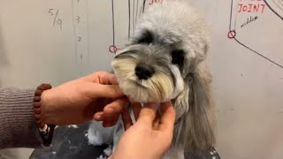 Schnauzer Puppy Grooming | Dog Grooming | Puppy Grooming