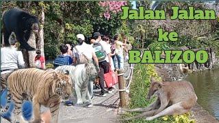 Jalan jalan ke Balizoo bersama Paud Bali Permata Hati 2024