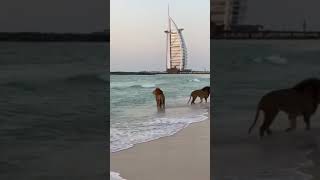 Sea lions #fypシ #animals