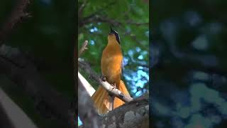 The white-browed robin-chat Cossypha heuglini belongs to the flycatchers and is found throughout.