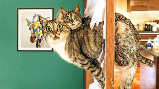 Самые Смешные Видео с Животными 🤣 - Приколы с котами и собаками 2022 года 😺😍