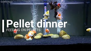 Goldfish Tank PELLETS FOR DINNER!