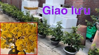 Giao Lưu Mai Phú Tân Chuẩn Giống Giá Từ 500k Đến 1100k - Zalo 0848220077 - 5/8/2024