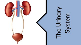 The Urinary System.