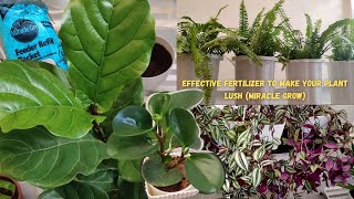 EFFECTIVE FERTILIZER TO MAKE YOUR PLANT LUSH (MIRACLE GROW)