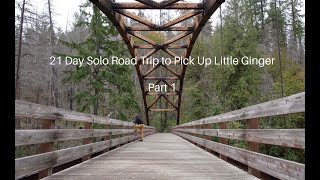 21 Days of Solo Adventure | Picking Up Little Ginger C