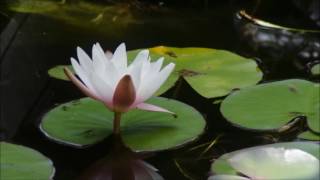 Vidéos - Time-lapse  floraison de lotus en bassin.