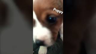 Puppy #viral