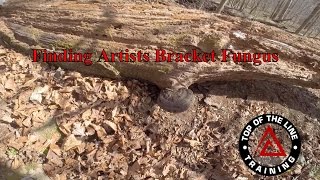 Finding Artists Bracket Tinder Fungus