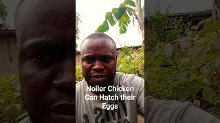 Noiler Chicken Can Hatch their Eggs