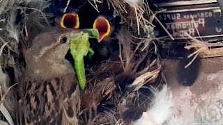 What to Feed a Baby Bird/ Sparrow Feeding Hungry Babies in Nest