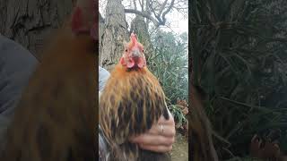 12 seconds of chickens dancing #music #funny