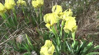 Iris Lutescens ou Iris des Garrigues plante de l' Hérault