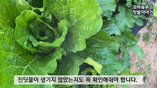 커피방충액 만들기:: organic insecticide:: 배추벌레 천연살충제:: 배추벼룩잎벌레 톡톡이 제거