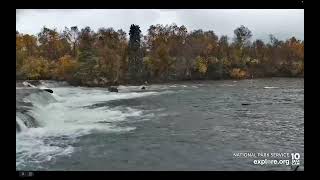 Katmai Alaskan brown bear 912 Takes the Waterslide