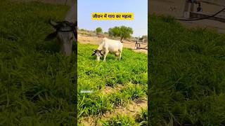 जीवन में गाय का महत्व #cow #rajasthanculture #rurallife #villagelife #youtubeshorts