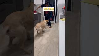 FOOTBALL ANYONE😂#goldenretriever #puppies #doglover #dog #shorts #youtubeshorts #ytshorts