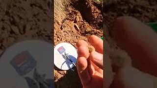 The hot desert holds a lot of gold #metaldetecting #goldmining #minelab