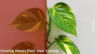 Money plant Propagation-Easiest  method to grow money plant from cutting-Propagating Pothos