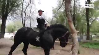 Кыргызстандагы эң чоң ат🐎🐎/першерон жылкысы