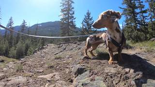 Hiking Weenies on the Hilltop