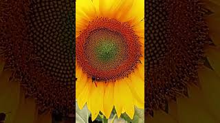 sunflower 🌻 subscribe kore jaben kintu ❤️#viral #shortsvideo #trend #youtube #foryou #shortvideo